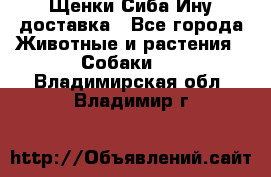 Щенки Сиба Ину доставка - Все города Животные и растения » Собаки   . Владимирская обл.,Владимир г.